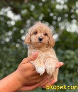 ORJİNAL MALTİPOO BEBEKLER 1