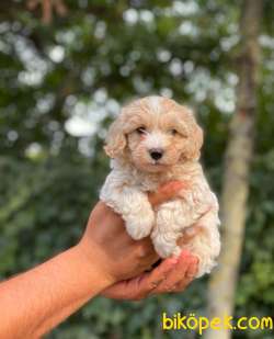 ORJİNAL MALTİPOO BEBEKLER 5