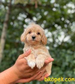 ORJİNAL MALTİPOO BEBEKLER 2