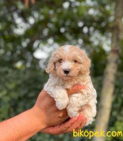 ORJİNAL MALTİPOO BEBEKLER 4