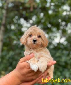 ORJİNAL MALTİPOO BEBEKLER 3