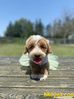 Orjinal Maltipoo Bebekler 1