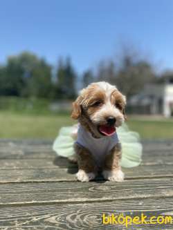 Orjinal Maltipoo Bebekler 3