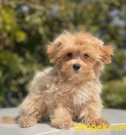 ORJİNAL MALTİPOO BEBEKLER 4