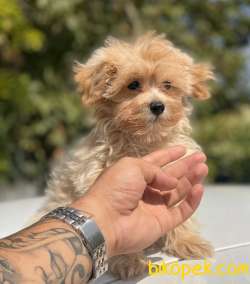 ORJİNAL MALTİPOO BEBEKLER 3