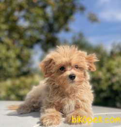 ORJİNAL MALTİPOO BEBEKLER 1