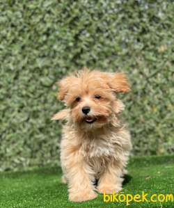 ORJİNAL MALTİPOO BEBEKLER 2