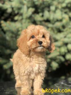 Orjinal Maltıpoo Güzelliği 3