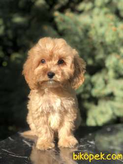 Orjinal Maltıpoo Güzelliği 2