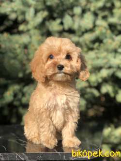 Orjinal Maltıpoo Güzelliği 1