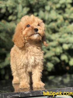 Orjinal Maltıpoo Güzelliği 4