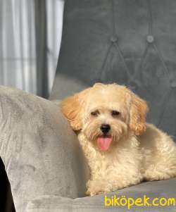 ORJİNAL MALTİPOO KIZIMIZ 1