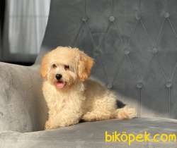 ORJİNAL MALTİPOO KIZIMIZ 4