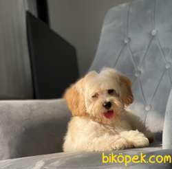 ORJİNAL MALTİPOO KIZIMIZ 5