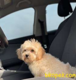 ORJİNAL MALTİPOO KIZIMIZ 2