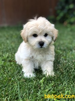Orjinal Maltipoo Yavrular 1