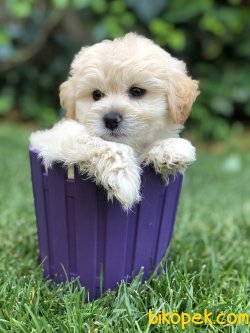 Orjinal Maltipoo Yavrular 3