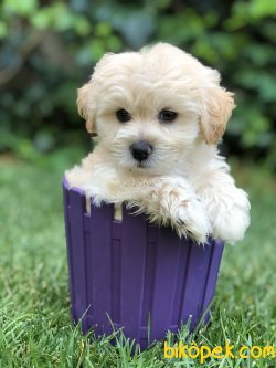 Orjinal Maltipoo Yavrular 2