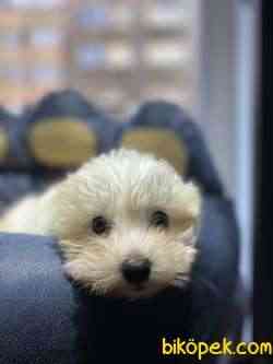 Maltipoo Bebekler 1