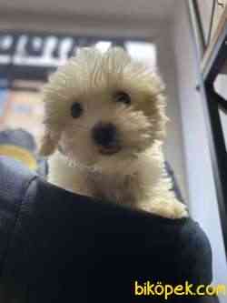 Maltipoo Bebekler 3