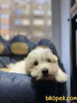 Maltipoo Bebekler 2