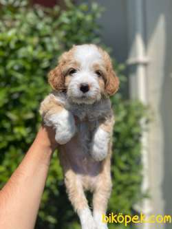 ORJİNAL MALTİPOO YAVRULAR 2