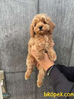 Orjinal Maltipoo Yavrular 3