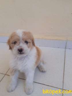 Orjinal Maltipoo Yavrular 2