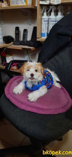 Orjinal Maltipoo Yavrular 1
