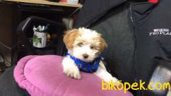Orjinal Maltipoo Yavrular 3