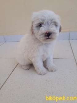 Orjinal Maltipoo Yavrular 4