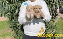 ORJİNAL MALTİPOO YAVRULAR 1