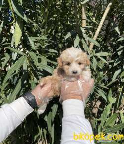 ORJİNAL MALTİPOO YAVRULAR 2