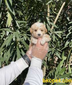 ORJİNAL MALTİPOO YAVRULAR 3