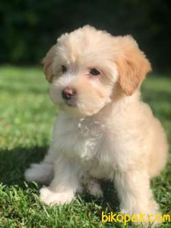 Orjinal Maltipoo Yavrularımız 5
