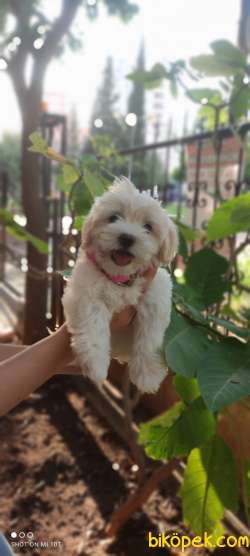 Orjinal Maltipoo Yavrularımız 2