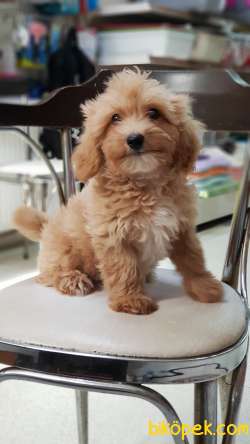Orjinal Maltipoo Yavrularımız 4