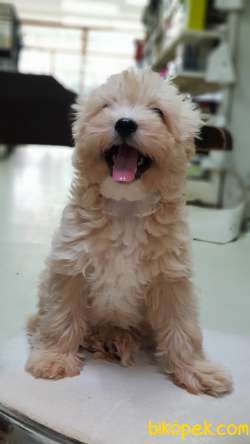 Orjinal Maltipoo Yavrularımız 1