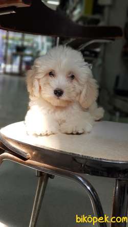 Orjinal Maltipoo Yavrularımız 3