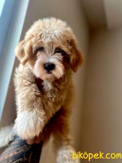 Orjinal Maltipoo Yavrularımız 2
