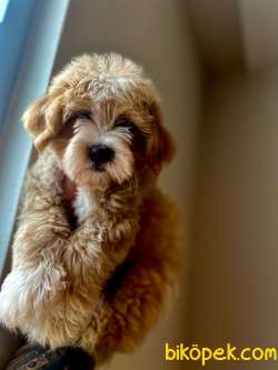 Orjinal Maltipoo Yavrularımız 3