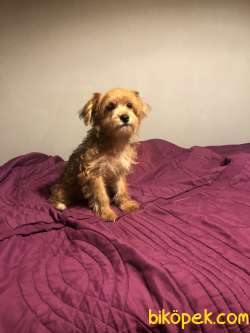 Orjinal Maltipoo Yavrularımız 1