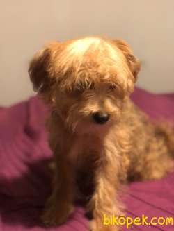 Orjinal Maltipoo Yavrularımız 4