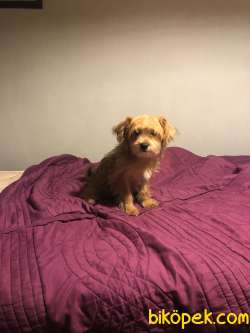 Orjinal Maltipoo Yavrularımız 3