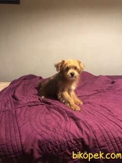 Orjinal Maltipoo Yavrularımız 2