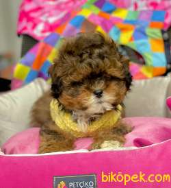 F1 Düzeyi Orjinal Maltipoo Yavrularımız  New 5