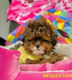 F1 Düzeyi Orjinal Maltipoo Yavrularımız  New 1