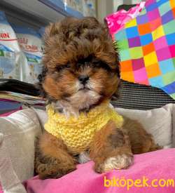 F1 Düzeyi Orjinal Maltipoo Yavrularımız  New 4