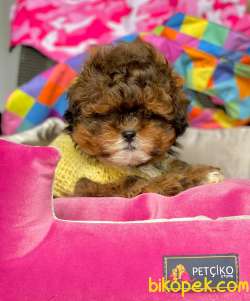F1 Düzeyi Orjinal Maltipoo Yavrularımız  New 2