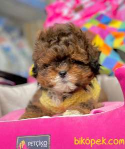 F1 Düzeyi Orjinal Maltipoo Yavrularımız  New 3